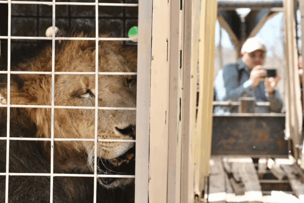 Violencia y falta de seguridad llevan al cierre del Santuario Ostok en Culiacán; alistan mega caravana para mudar a 700 animales
