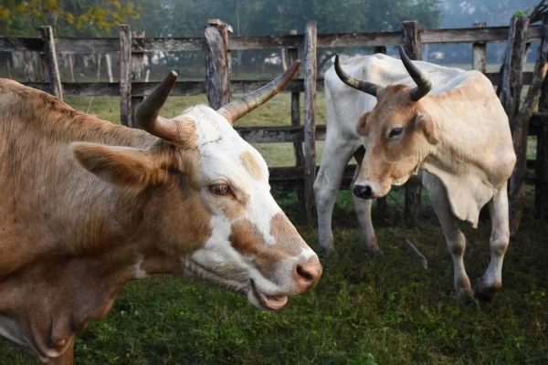 Reconoce CNA acuerdo entre Sader y USDA que reanudará exportaciones de ganado